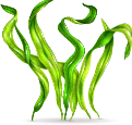 spirulina athma
